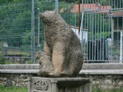 Oso en Felechosa